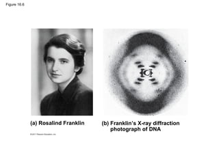 Figure 16.6
(a) Rosalind Franklin (b) Franklin’s X-ray diffraction
photograph of DNA
 