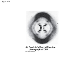 Figure 16.6b
(b) Franklin’s X-ray diffraction
photograph of DNA
 