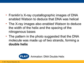 • Franklin’s X-ray crystallographic images of DNA
enabled Watson to deduce that DNA was helical
• The X-ray images also enabled Watson to deduce
the width of the helix and the spacing of the
nitrogenous bases
• The pattern in the photo suggested that the DNA
molecule was made up of two strands, forming a
double helix
© 2011 Pearson Education, Inc.
Animation: DNA Double Helix
 
