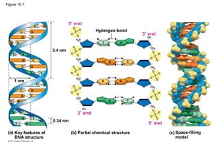 Figure 16.7
3.4 nm
1 nm
0.34 nm
Hydrogen bond
(a) Key features of
DNA structure
Space-filling
model
(c)(b) Partial chemical structure
3′ end
5′ end
3′ end
5′ end
T
T
A
A
G
G
C
C
C
C
C
C
C
C
C
C
C
G
G
G
G
G
G
G
G
G
T
T
T
T
T
T
A
A
A
A
A
A
 