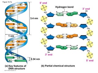 3.4 nm
1 nm
0.34 nm
Hydrogen bond
(a) Key features of
DNA structure
(b) Partial chemical structure
3′ end
5′ end
3′ end
5′ end
T
T
A
A
G
G
C
C
C
C
C
C
C
C
C
C
C
G
G
G
G
G
G
G
G
G
T
T
T
T
T
T
A
A
A
A
A
A
Figure 16.7a
 