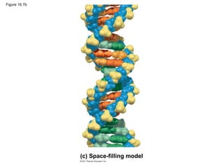 Figure 16.7b
(c) Space-filling model
 