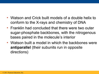 • Watson and Crick built models of a double helix to
conform to the X-rays and chemistry of DNA
• Franklin had concluded that there were two outer
sugar-phosphate backbones, with the nitrogenous
bases paired in the molecule’s interior
• Watson built a model in which the backbones were
antiparallel (their subunits run in opposite
directions)
© 2011 Pearson Education, Inc.
 