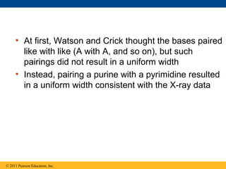 • At first, Watson and Crick thought the bases paired
like with like (A with A, and so on), but such
pairings did not result in a uniform width
• Instead, pairing a purine with a pyrimidine resulted
in a uniform width consistent with the X-ray data
© 2011 Pearson Education, Inc.
 