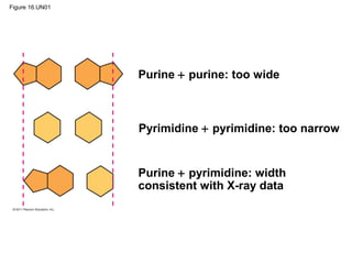 Figure 16.UN01
Purine + purine: too wide
Pyrimidine + pyrimidine: too narrow
Purine + pyrimidine: width
consistent with X-ray data
 