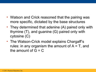• Watson and Crick reasoned that the pairing was
more specific, dictated by the base structures
• They determined that adenine (A) paired only with
thymine (T), and guanine (G) paired only with
cytosine (C)
• The Watson-Crick model explains Chargaff’s
rules: in any organism the amount of A = T, and
the amount of G = C
© 2011 Pearson Education, Inc.
 