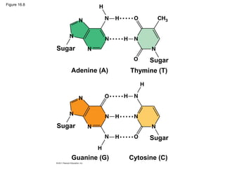Figure 16.8
Sugar
Sugar
Sugar
Sugar
Adenine (A) Thymine (T)
Guanine (G) Cytosine (C)
 