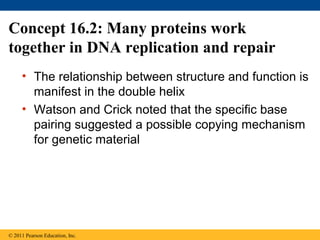 Concept 16.2: Many proteins work
together in DNA replication and repair
• The relationship between structure and function is
manifest in the double helix
• Watson and Crick noted that the specific base
pairing suggested a possible copying mechanism
for genetic material
© 2011 Pearson Education, Inc.
 