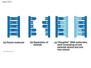 Figure 16.9-3
(a) Parent molecule (b) Separation of
strands
(c)“Daughter” DNA molecules,
each consisting of one
parental strand and one
new strand
A
A
A
A
A
A
A
A
A
A
A
A
T
T
T
T
T
T
T
T
T
T
T
T
C
C
C
C
C
C
C
C
G
G
G
G
G
G
G
G
 