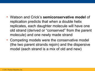 • Watson and Crick’s semiconservative model of
replication predicts that when a double helix
replicates, each daughter molecule will have one
old strand (derived or “conserved” from the parent
molecule) and one newly made strand
• Competing models were the conservative model
(the two parent strands rejoin) and the dispersive
model (each strand is a mix of old and new)
© 2011 Pearson Education, Inc.
 