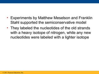 • Experiments by Matthew Meselson and Franklin
Stahl supported the semiconservative model
• They labeled the nucleotides of the old strands
with a heavy isotope of nitrogen, while any new
nucleotides were labeled with a lighter isotope
© 2011 Pearson Education, Inc.
 