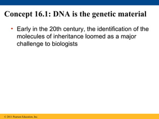Concept 16.1: DNA is the genetic material
• Early in the 20th century, the identification of the
molecules of inheritance loomed as a major
challenge to biologists
© 2011 Pearson Education, Inc.
 