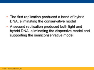 • The first replication produced a band of hybrid
DNA, eliminating the conservative model
• A second replication produced both light and
hybrid DNA, eliminating the dispersive model and
supporting the semiconservative model
© 2011 Pearson Education, Inc.
 