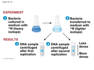 Figure 16.11a
Bacteria
cultured in
medium with
15
N (heavy
isotope)
Bacteria
transferred to
medium with
14
N (lighter
isotope)
DNA sample
centrifuged
after first
replication
DNA sample
centrifuged
after second
replication
Less
dense
More
dense
21
3 4
EXPERIMENT
RESULTS
 
