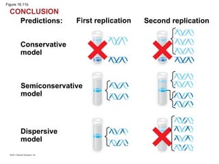 Figure 16.11b
Predictions: First replication Second replication
Conservative
model
Semiconservative
model
Dispersive
model
CONCLUSION
 