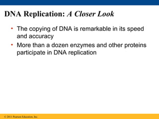 DNA Replication: A Closer Look
• The copying of DNA is remarkable in its speed
and accuracy
• More than a dozen enzymes and other proteins
participate in DNA replication
© 2011 Pearson Education, Inc.
 