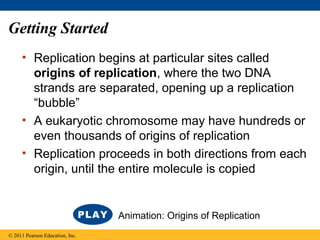 Getting Started
• Replication begins at particular sites called
origins of replication, where the two DNA
strands are separated, opening up a replication
“bubble”
• A eukaryotic chromosome may have hundreds or
even thousands of origins of replication
• Replication proceeds in both directions from each
origin, until the entire molecule is copied
© 2011 Pearson Education, Inc.
Animation: Origins of Replication
 