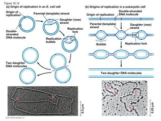 Figure 16.12
(a) Origin of replication in an E. coli cell (b) Origins of replication in a eukaryotic cell
Origin of
replication
Parental (template) strand
Double-
stranded
DNA molecule
Daughter (new)
strand
Replication
fork
Replication
bubble
Two daughter
DNA molecules
Origin of replication
Double-stranded
DNA molecule
Parental (template)
strand
Daughter (new)
strand
Bubble Replication fork
Two daughter DNA molecules
0.5µm
0.25µm
 