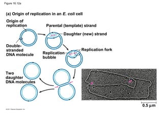 Figure 16.12a
(a) Origin of replication in an E. coli cell
Origin of
replication Parental (template) strand
Double-
stranded
DNA molecule
Daughter (new) strand
Replication fork
Replication
bubble
Two
daughter
DNA molecules
0.5 µm
 