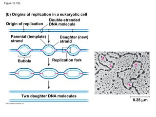 Figure 16.12b
(b) Origins of replication in a eukaryotic cell
Origin of replication
Double-stranded
DNA molecule
Parental (template)
strand
Daughter (new)
strand
Bubble Replication fork
Two daughter DNA molecules
0.25 µm
 