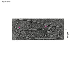 Figure 16.12c
0.5µm
 