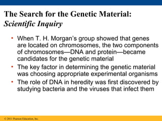 The Search for the Genetic Material:
Scientific Inquiry
• When T. H. Morgan’s group showed that genes
are located on chromosomes, the two components
of chromosomes—DNA and protein—became
candidates for the genetic material
• The key factor in determining the genetic material
was choosing appropriate experimental organisms
• The role of DNA in heredity was first discovered by
studying bacteria and the viruses that infect them
© 2011 Pearson Education, Inc.
 