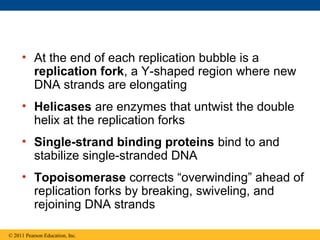 • At the end of each replication bubble is a
replication fork, a Y-shaped region where new
DNA strands are elongating
• Helicases are enzymes that untwist the double
helix at the replication forks
• Single-strand binding proteins bind to and
stabilize single-stranded DNA
• Topoisomerase corrects “overwinding” ahead of
replication forks by breaking, swiveling, and
rejoining DNA strands
© 2011 Pearson Education, Inc.
 