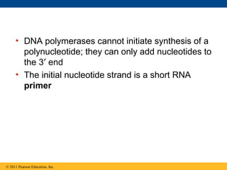 • DNA polymerases cannot initiate synthesis of a
polynucleotide; they can only add nucleotides to
the 3′ end
• The initial nucleotide strand is a short RNA
primer
© 2011 Pearson Education, Inc.
 
