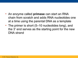 • An enzyme called primase can start an RNA
chain from scratch and adds RNA nucleotides one
at a time using the parental DNA as a template
• The primer is short (5–10 nucleotides long), and
the 3′ end serves as the starting point for the new
DNA strand
© 2011 Pearson Education, Inc.
 