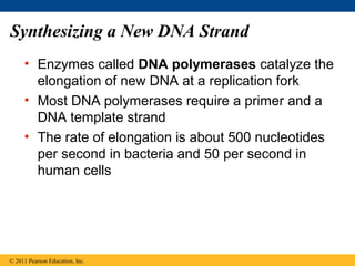 Synthesizing a New DNA Strand
• Enzymes called DNA polymerases catalyze the
elongation of new DNA at a replication fork
• Most DNA polymerases require a primer and a
DNA template strand
• The rate of elongation is about 500 nucleotides
per second in bacteria and 50 per second in
human cells
© 2011 Pearson Education, Inc.
 