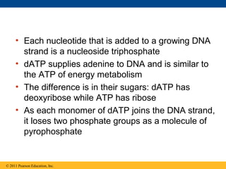 • Each nucleotide that is added to a growing DNA
strand is a nucleoside triphosphate
• dATP supplies adenine to DNA and is similar to
the ATP of energy metabolism
• The difference is in their sugars: dATP has
deoxyribose while ATP has ribose
• As each monomer of dATP joins the DNA strand,
it loses two phosphate groups as a molecule of
pyrophosphate
© 2011 Pearson Education, Inc.
 