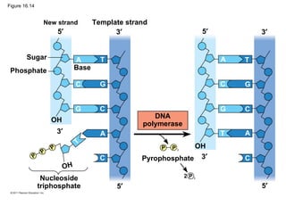 Figure 16.14
New strand Template strand
Sugar
Phosphate Base
Nucleoside
triphosphate
DNA
polymerase
Pyrophosphate
5′
5′
5′
5′
3′
3′
3′
3′
OH
OH
OH
P P i
2 P i
P
P
P
A
A
A
A
T T
T
T
C
C
C
C
C
C
G
G
G
G
 