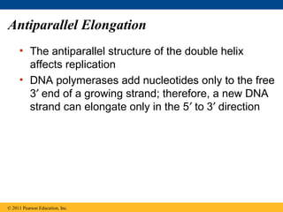 Antiparallel Elongation
• The antiparallel structure of the double helix
affects replication
• DNA polymerases add nucleotides only to the free
3′ end of a growing strand; therefore, a new DNA
strand can elongate only in the 5′ to 3′ direction
© 2011 Pearson Education, Inc.
 