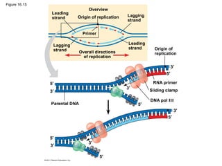 Figure 16.15
Leading
strand
Lagging
strand
Overview
Origin of replication Lagging
strand
Leading
strand
Primer
Overall directions
of replication
Origin of
replication
RNA primer
Sliding clamp
DNA pol III
Parental DNA
3′
5′
5′
3′
3′
5′
3′
5′
3′
5′
3′
5′
 