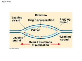 Figure 16.15a
Leading
strand
Lagging
strand
Overview
Origin of replication Lagging
strand
Leading
strand
Primer
Overall directions
of replication
 