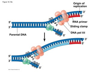 Origin of
replication
RNA primer
Sliding clamp
DNA pol III
Parental DNA
3′
5′
5′
3′
3′
5′
3′
5′
3′
5′
3′
5′
Figure 16.15b
 