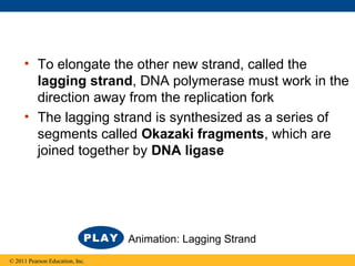 • To elongate the other new strand, called the
lagging strand, DNA polymerase must work in the
direction away from the replication fork
• The lagging strand is synthesized as a series of
segments called Okazaki fragments, which are
joined together by DNA ligase
© 2011 Pearson Education, Inc.
Animation: Lagging Strand
 