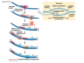 Origin of replication
Overview
Leading
strand
Leading
strand
Lagging
strand
Lagging strand
Overall directions
of replication
Template
strand
RNA primer
for fragment 1
Okazaki
fragment 1
RNA primer
for fragment 2
Okazaki
fragment 2
Overall direction of replication
3′
3′
3′
3′
3′
3′
3′
3′
3′
3′
3′
3′
5′
5′
5′
5′
5′
5′
5′
5′5′
5′
5′
5′
2
2
2
1
1
1
1
1
2
1
Figure 16.16
 