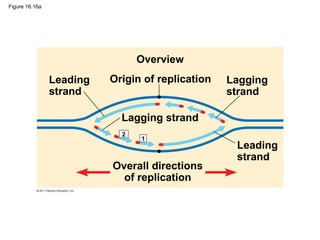 Figure 16.16a
Origin of replication
Overview
Leading
strand
Leading
strand
Lagging
strand
Lagging strand
Overall directions
of replication
1
2
 