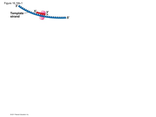 Figure 16.16b-1
Template
strand
3′
3′5′
5′
 