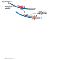 Figure 16.16b-2
Template
strand
RNA primer
for fragment 1
3′
3′
3′
3′
5′
5′
5′
5′
1
 