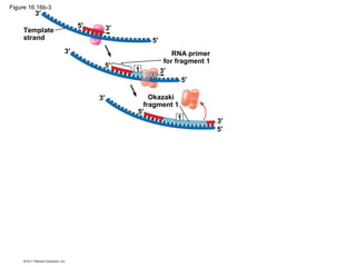 Figure 16.16b-3
Template
strand
RNA primer
for fragment 1
Okazaki
fragment 1
3′
3′
3′
3′
3′
3′
5′
5′
5′
5′
5′
5′
1
1
 