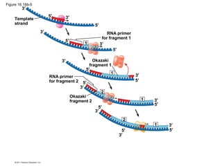 Figure 16.16b-5
Template
strand
RNA primer
for fragment 1
Okazaki
fragment 1
RNA primer
for fragment 2
Okazaki
fragment 2
3′
3′
3′
3′
3′
3′
3′
3′
3′
3′
3′
5′
5′
5′
5′
5′
5′
5′
5′
5′
5′5′
2
2
1
1
1
1
 