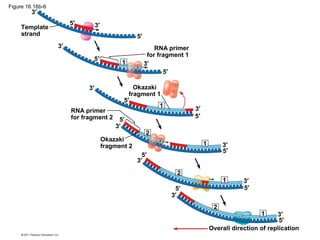 Figure 16.16b-6
Template
strand
RNA primer
for fragment 1
Okazaki
fragment 1
RNA primer
for fragment 2
Okazaki
fragment 2
Overall direction of replication
3′
3′
3′
3′
3′
3′
3′
3′
3′
3′
3′
3′
5′
5′
5′
5′
5′
5′
5′
5′
5′
5′5′
5′
2
2
2
1
1
1
1
1
 