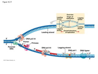 Figure 16.17
Overview
Leading
strand
Origin of
replication Lagging
strand
Leading
strandLagging
strand Overall directions
of replicationLeading strand
DNA pol III
DNA pol III Lagging strand
DNA pol I DNA ligase
Primer
Primase
Parental
DNA
5′
5′
5′
5′
5′
3′
3′
3′
3′
3′3 2 1
4
 