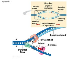 Figure 16.17a
Overview
Leading
strand
Origin of
replication Lagging
strand
Leading
strandLagging
strand Overall directions
of replication
Leading strand
DNA pol III
Primer
Primase
Parental
DNA
5′
5′3′
3′
3′
 