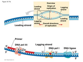 Overview
Leading
strand
Origin of
replication Lagging
strand
Leading
strandLagging
strand Overall directions
of replicationLeading strand
Primer
DNA pol III
DNA pol I
Lagging strand
DNA ligase
5′
5′
5′
3′
3′
3′ 3
4
2 1
Figure 16.17b
 