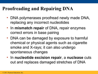 Proofreading and Repairing DNA
• DNA polymerases proofread newly made DNA,
replacing any incorrect nucleotides
• In mismatch repair of DNA, repair enzymes
correct errors in base pairing
• DNA can be damaged by exposure to harmful
chemical or physical agents such as cigarette
smoke and X-rays; it can also undergo
spontaneous changes
• In nucleotide excision repair, a nuclease cuts
out and replaces damaged stretches of DNA
© 2011 Pearson Education, Inc.
 