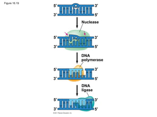 Figure 16.19
Nuclease
DNA
polymerase
DNA
ligase
5′
5′
5′
5′
5′
5′
5′
5′
3′
3′
3′
3′
3′
3′
3′
3′
 