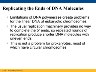 Replicating the Ends of DNA Molecules
• Limitations of DNA polymerase create problems
for the linear DNA of eukaryotic chromosomes
• The usual replication machinery provides no way
to complete the 5′ ends, so repeated rounds of
replication produce shorter DNA molecules with
uneven ends
• This is not a problem for prokaryotes, most of
which have circular chromosomes
© 2011 Pearson Education, Inc.
 